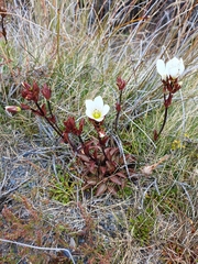 Gentianella bellidifolia