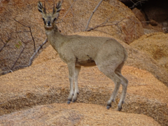 Oreotragus oreotragus