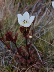 Gentianella bellidifolia