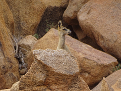 Oreotragus oreotragus