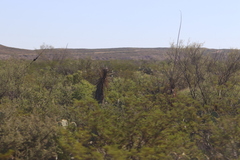 Larrea tridentata