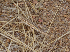 Trachylepis acutilabris