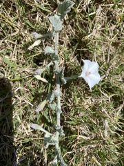 Convolvulus hermanniae