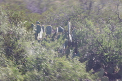 Larrea tridentata
