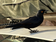 Onychognathus nabouroup