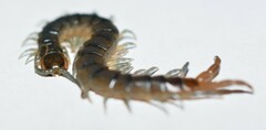 Scolopendra viridis