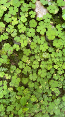Hydrocotyle elongata