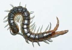 Scolopendra viridis