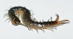 Scolopendra viridis