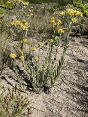 Pseudognaphalium cheiranthifolium