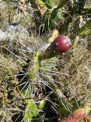 Opuntia arechavaletae