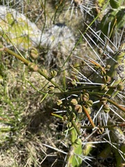Ephedra tweedieana