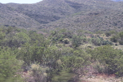 Larrea tridentata