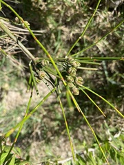 Ephedra tweedieana