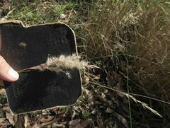 Rytidosperma longifolium