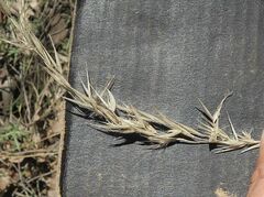 Rytidosperma longifolium