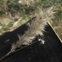 Rytidosperma longifolium