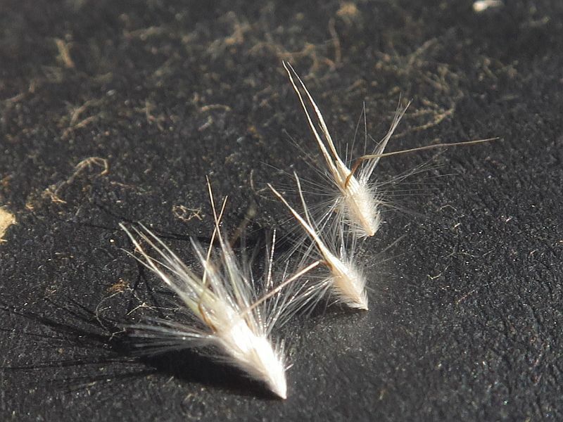 Rytidosperma longifolium