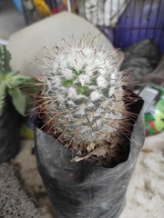 Mammillaria bombycina