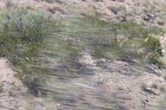Larrea tridentata