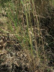 Rytidosperma longifolium
