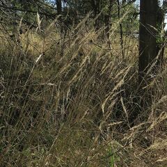 Rytidosperma longifolium