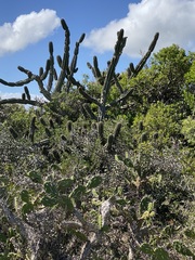 Cereus hildmannianus