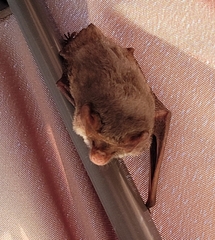 Nyctophilus geoffroyi