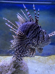 Pterois