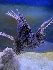 Pterois