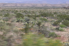 Larrea tridentata