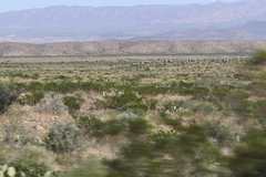 Larrea tridentata