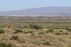 Larrea tridentata