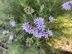 Stevia satureiifolia