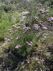 Stevia satureiifolia