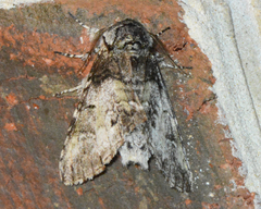 Macrurocampa marthesia