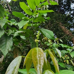 Croton oblongus