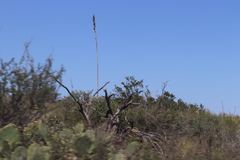 Larrea tridentata