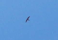 Falco longipennis