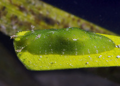 Phyllaplysia