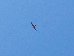 Falco longipennis