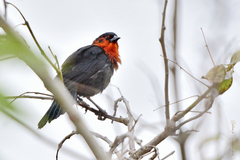 Amblyramphus holosericeus