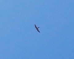Falco longipennis