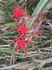 Castilleja arvensis pastorei
