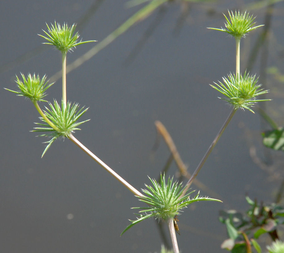 Eryngium castrense