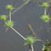 Great Valley Coyote-Thistle - Photo (c) 2011 Barry Breckling, some rights reserved (CC BY-NC-SA)