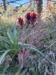 Castilleja arvensis pastorei
