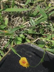 Zornia dyctiocarpa