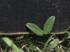 Zornia dyctiocarpa