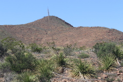 Larrea tridentata